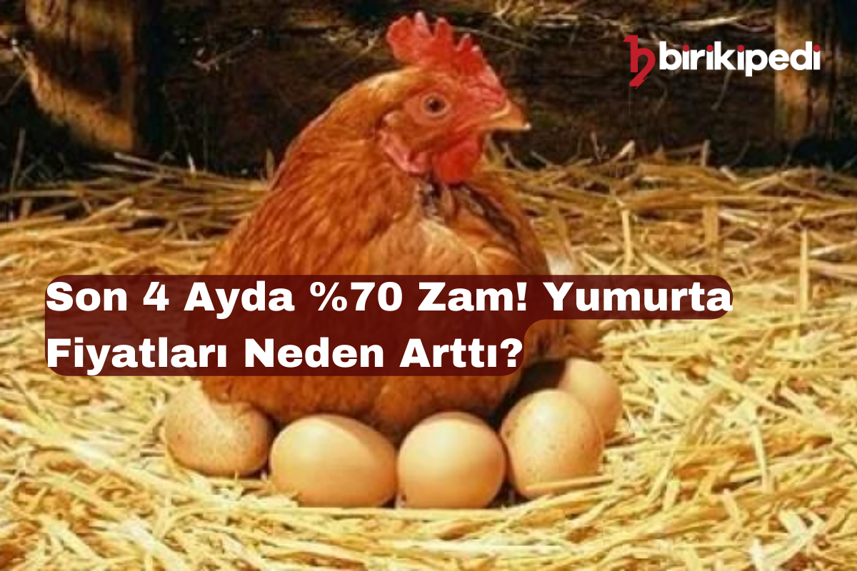 Son 4 Ayda %70 Zam! Yumurta Fiyatları Neden Arttı?
